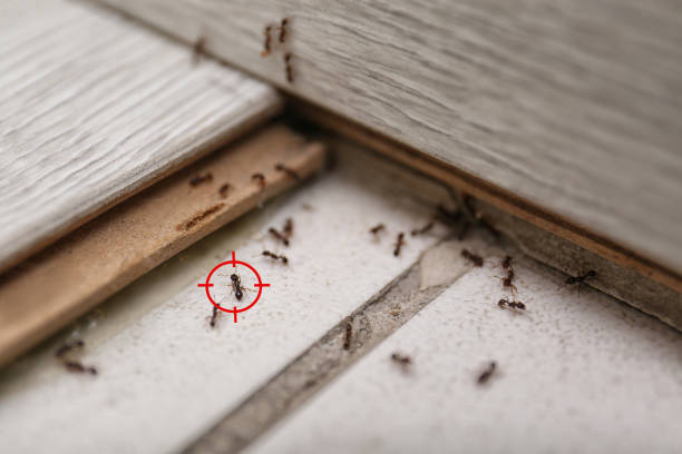 Best Commercial Pest Control Services  in Palermo, NJ
